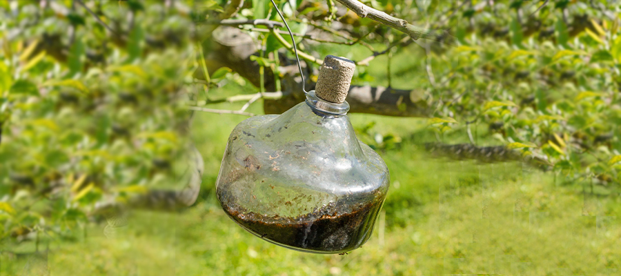 agriculture fly traps